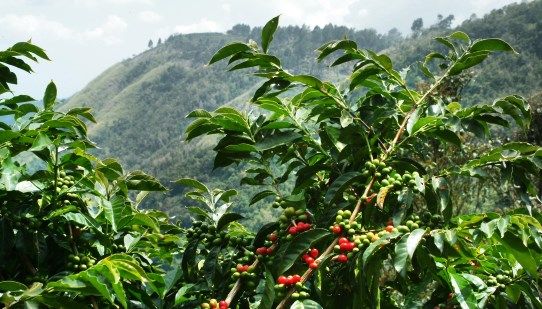 Jamaica Blue Mountain coffee